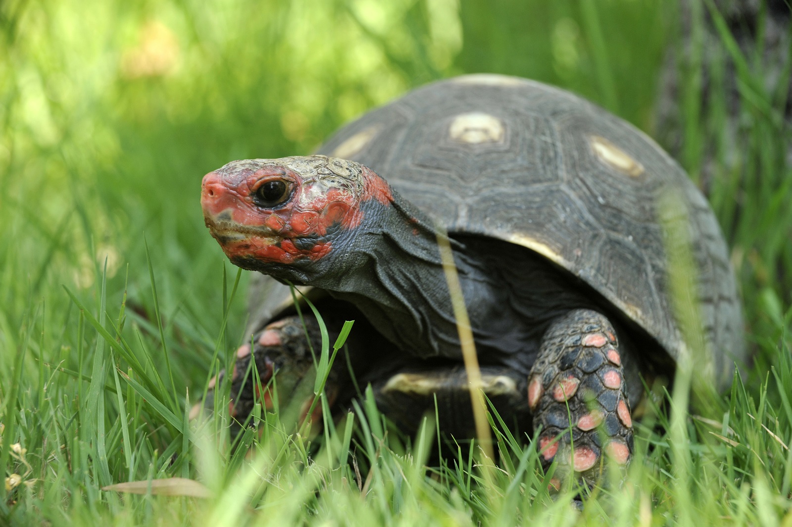 tortue_rouge